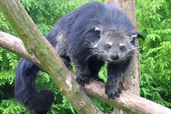 What's up with bearcats?